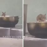 സംസ്ഥാന സ്കൂള് കായിക മേള; ലോങ് ജംപിനിടെ വിദ്യാര്ത്ഥിയുടെ കഴുത്തിന് പരിക്കേറ്റു
