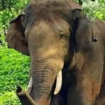 പയ്യോളിയില് എട്ടാം ക്ലാസുകാരന് ക്രൂരമര്ദനം; കുട്ടിയുടെ കര്ണപടം തകര്ന്നു