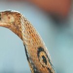 വയനാടില്‍ പ്രായപൂര്‍ത്തിയാകാത്ത പെണ്‍കുട്ടിയെ പീഡിപ്പിച്ച കേസില്‍ അച്ഛനും മകനും അറസ്റ്റില്‍