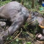 നടന്‍മാര്‍ക്കെതിരായ പീഡനക്കേസ്; താര സംഘടന എഎംഎംഎയുടെ ഓഫീസില്‍ പോലീസ് പരിശോധന