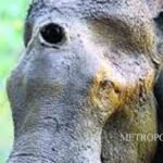മുത്തങ്ങ സമര നേതാവും ജോഗി സ്മാരക ശില്പിയുമായ വേങ്ങൂര് ശിവരാമന് ഓര്മയായി