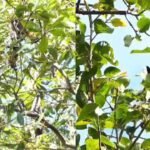 ആറളത്ത് വീണ്ടും കാട്ടാന ആക്രമണം; ഒരാള്ക്ക് ഗുരുതര പരിക്ക്